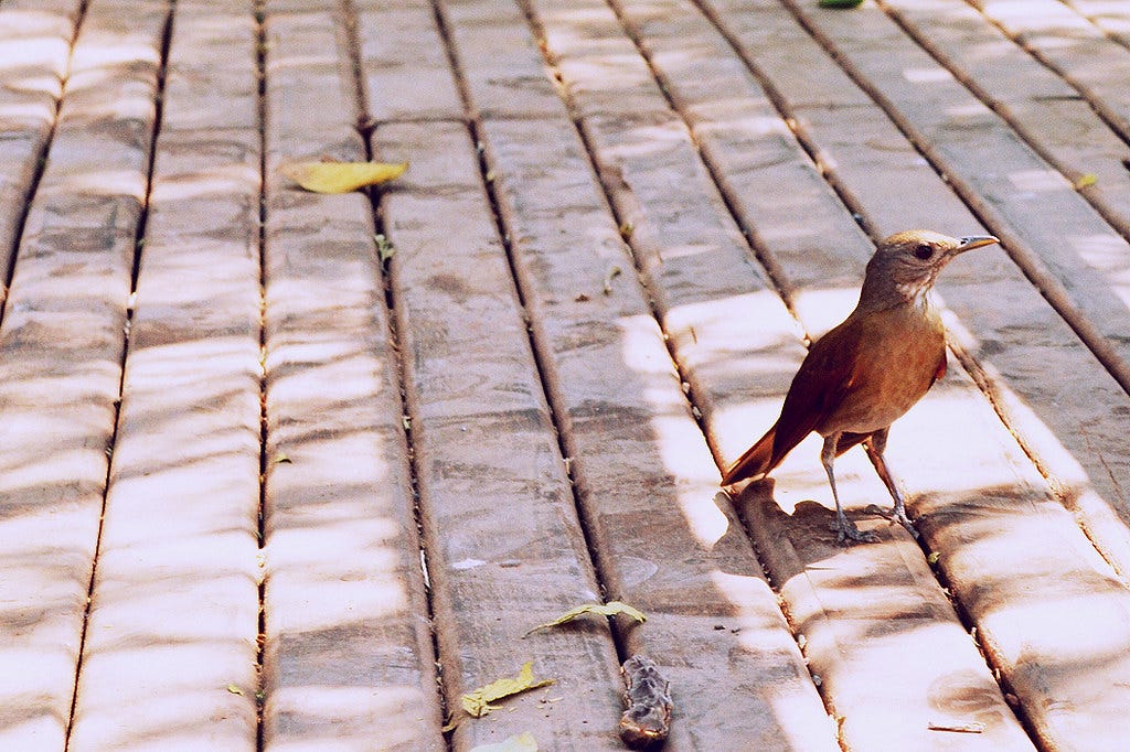 Um passarinho me contou... | Que esse feriado vai ser tudo d… | Flickr