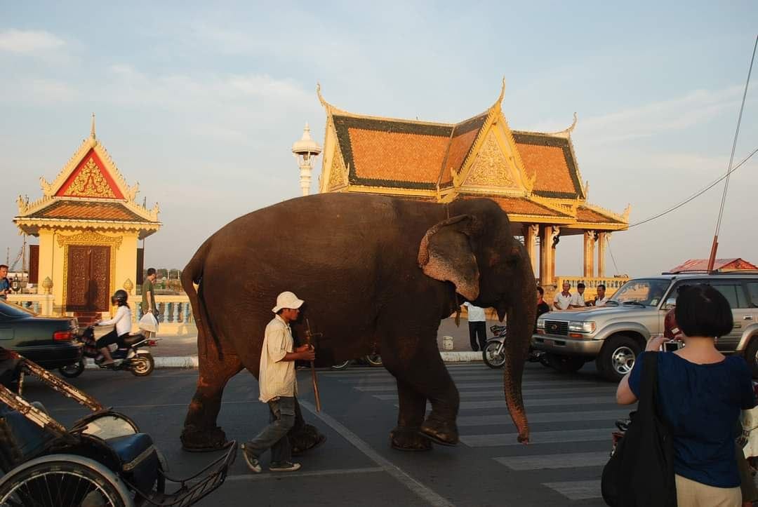 Sambo the elephant walking the streets of Phnom Penh Cambodia Sambo the elephant walking the streets of Phnom Penh Cambodia