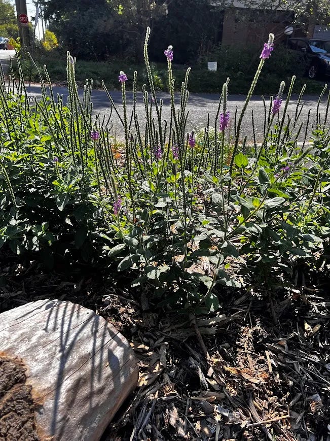 Four pictures of young plants growing in a garden of wood chips.