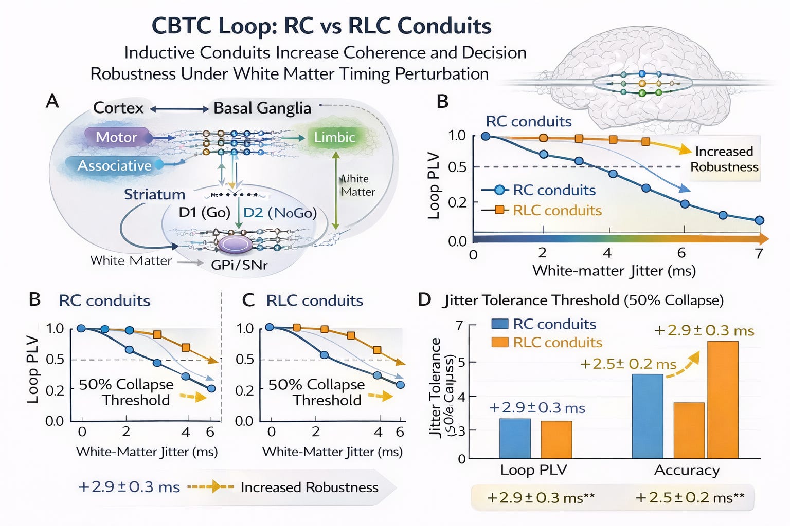 Ctsc Loop Structural Timing Infrastructure in the Cortico-Basal Ganglia- Thalamic ...