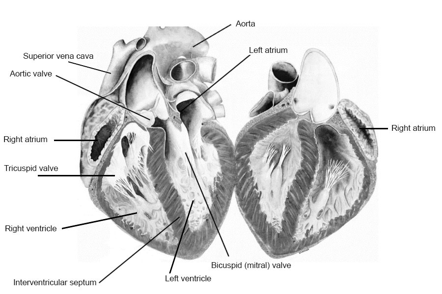 Heart Dissection | Carolina Biological Supply Heart Dissection | Carolina Biological Supply