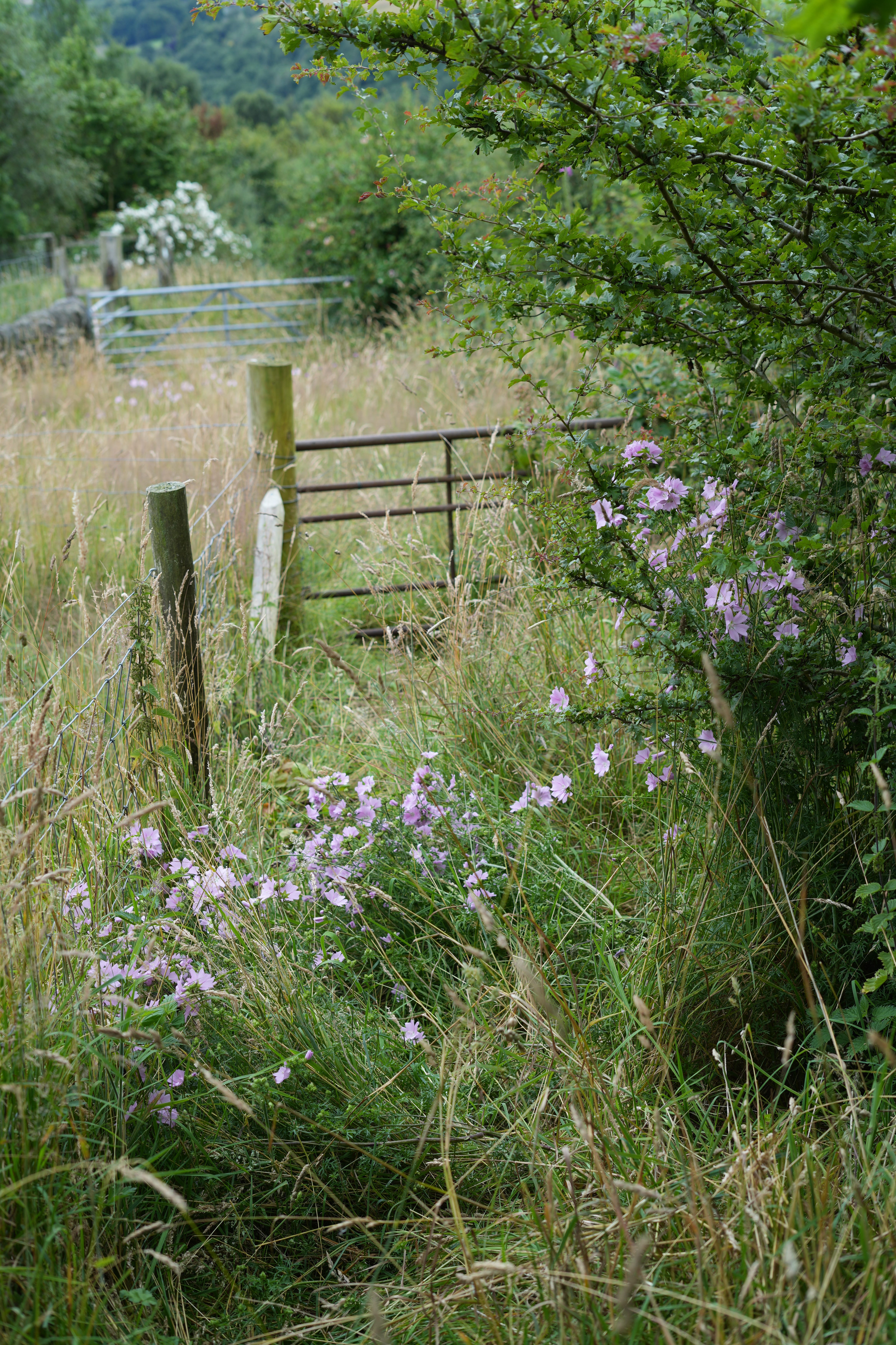 Musk mallow, Malva moschata below Hawthorn, Crataegus monogyna