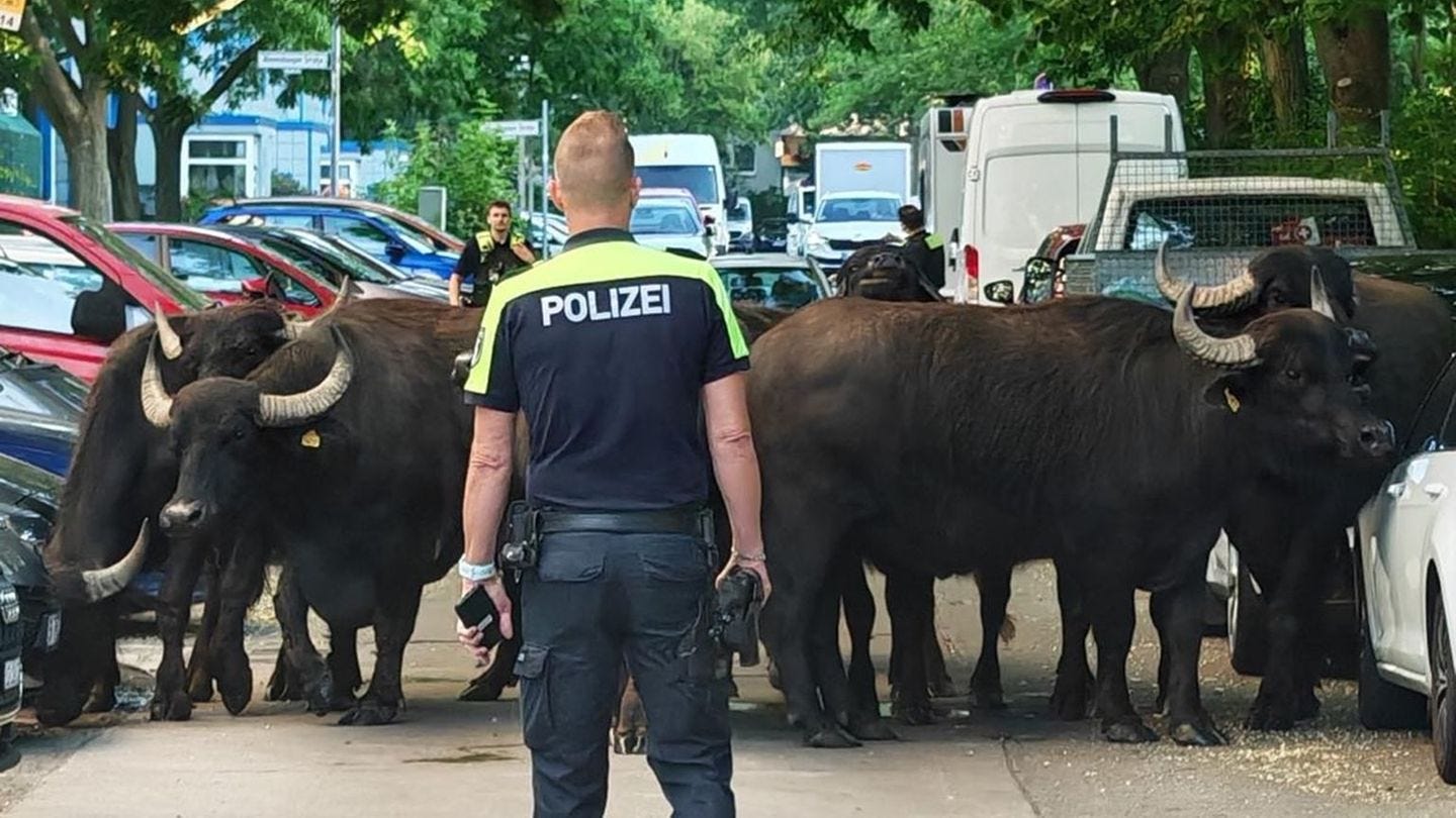 Keines der Tiere wurde bei dem Spaziergang verletzt. (Handout) Foto: -/Polizei Berlin/dpa Keines der Tiere wurde bei dem Spaziergang verletzt. (Handout) Foto: -/Polizei Berlin/dpa