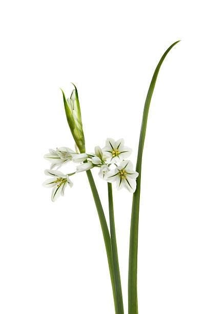 Three-cornered Leek - Allium triquetrum Three-cornered Leek - Allium triquetrum flowers bud and leaf isolated against white three cornered leek stock pictures, royalty-free photos & images