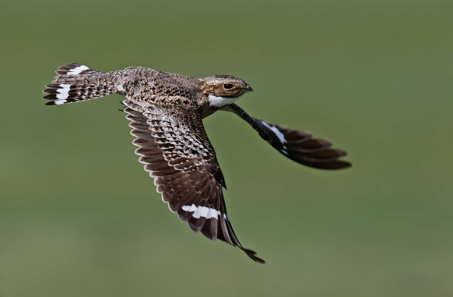 Common nighthawk in flight Common nighthawk in flight