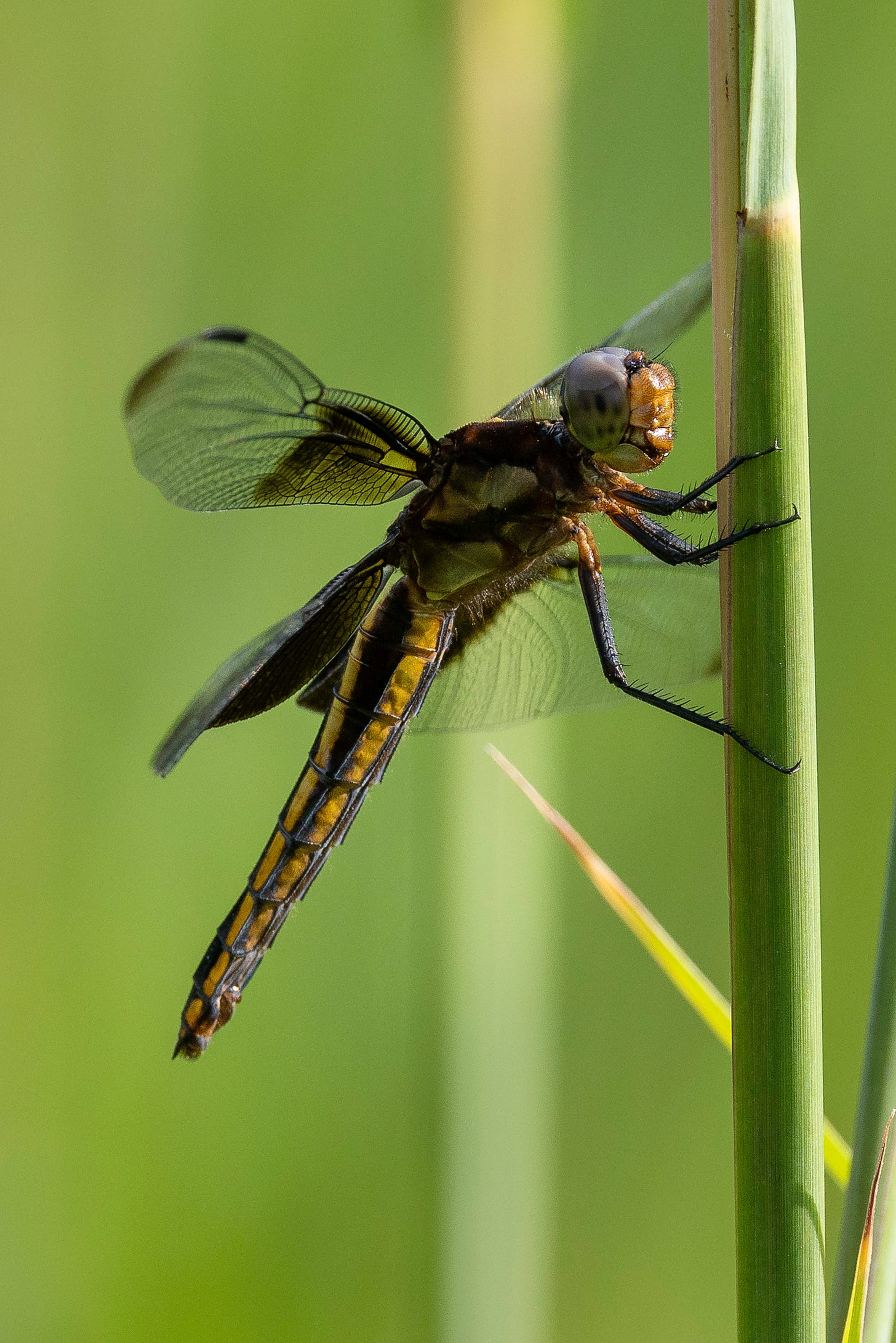 A close-up of an iridescent yellow and black dragonfly with wings showing a black tint near the body and the ends (clear in between), perched on a very thin, green stalk in front of blurred foliage on a hot, sunny summer day.