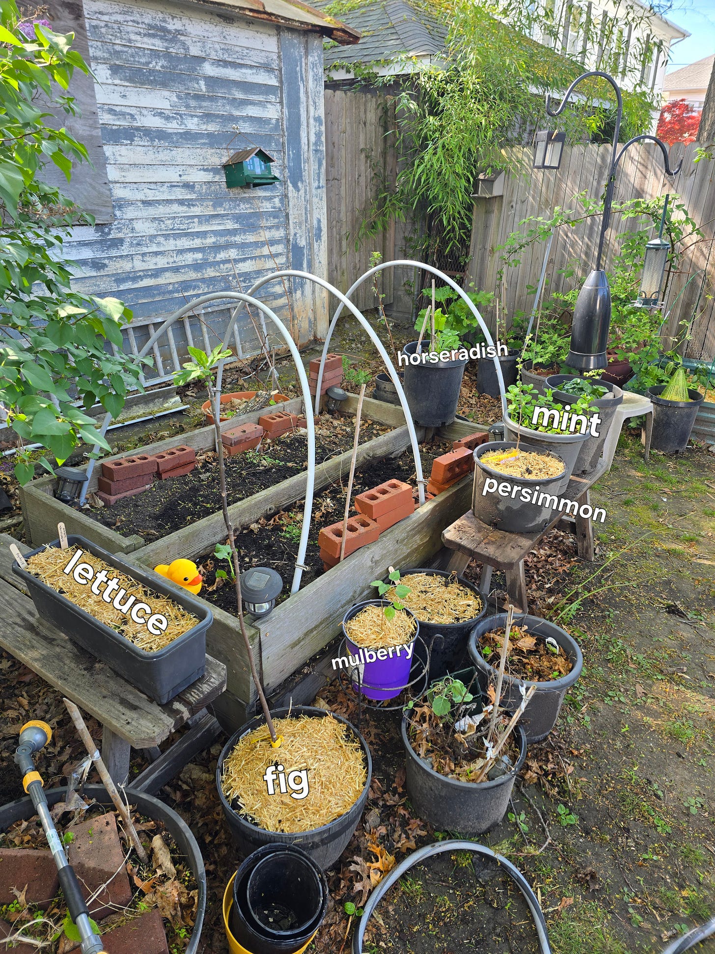 Two raised beds made out of wood are flanked by numerous pots and containers. The raised beds are currently unplanted, but some of the containers are labeled with horseradish, mint, persimmon, mulberry, lettuce, and fig.