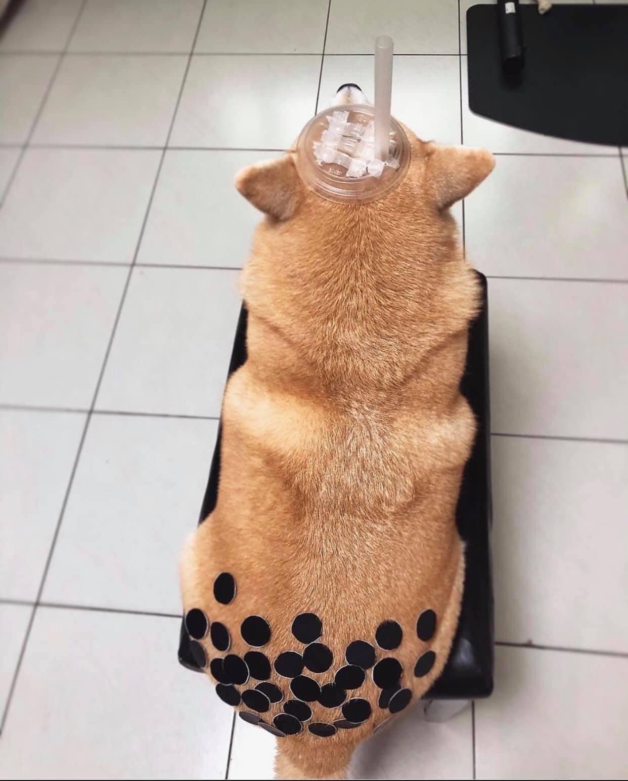 Modern Notoriety on Twitter: "Boba Dog mad as hell https://t.co/fJvZDhOsmo"  / Twitter