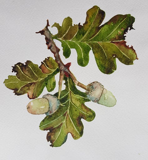 Watercolours and drawings of Autumnal leaves and tree fruit from classes with ELizabeth Tomkins..