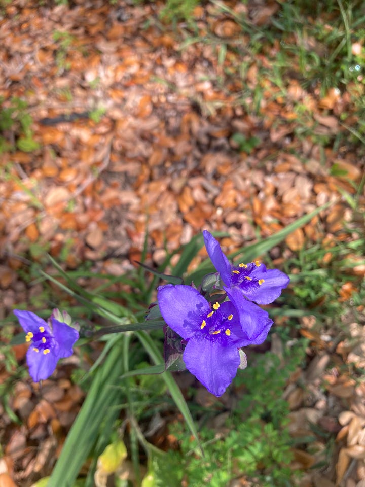 Current blooms in the Florida-Friendly Landscaping garden include pink flowered peach, dark pink Panama rose flower clusters, violet three-petaled spiderwort, and reddish pink azalea flowers.