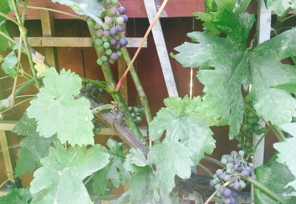 Grapes Grapes
