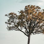 How would you live if you were born in an alternate universe? 