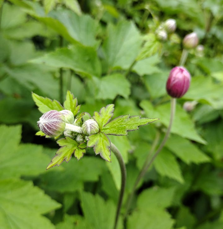Amazing gardens and pudding at Toolerstone House