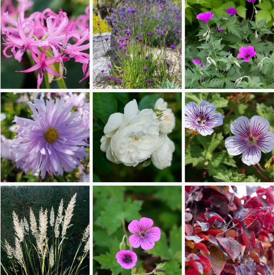 autumn planting ideas