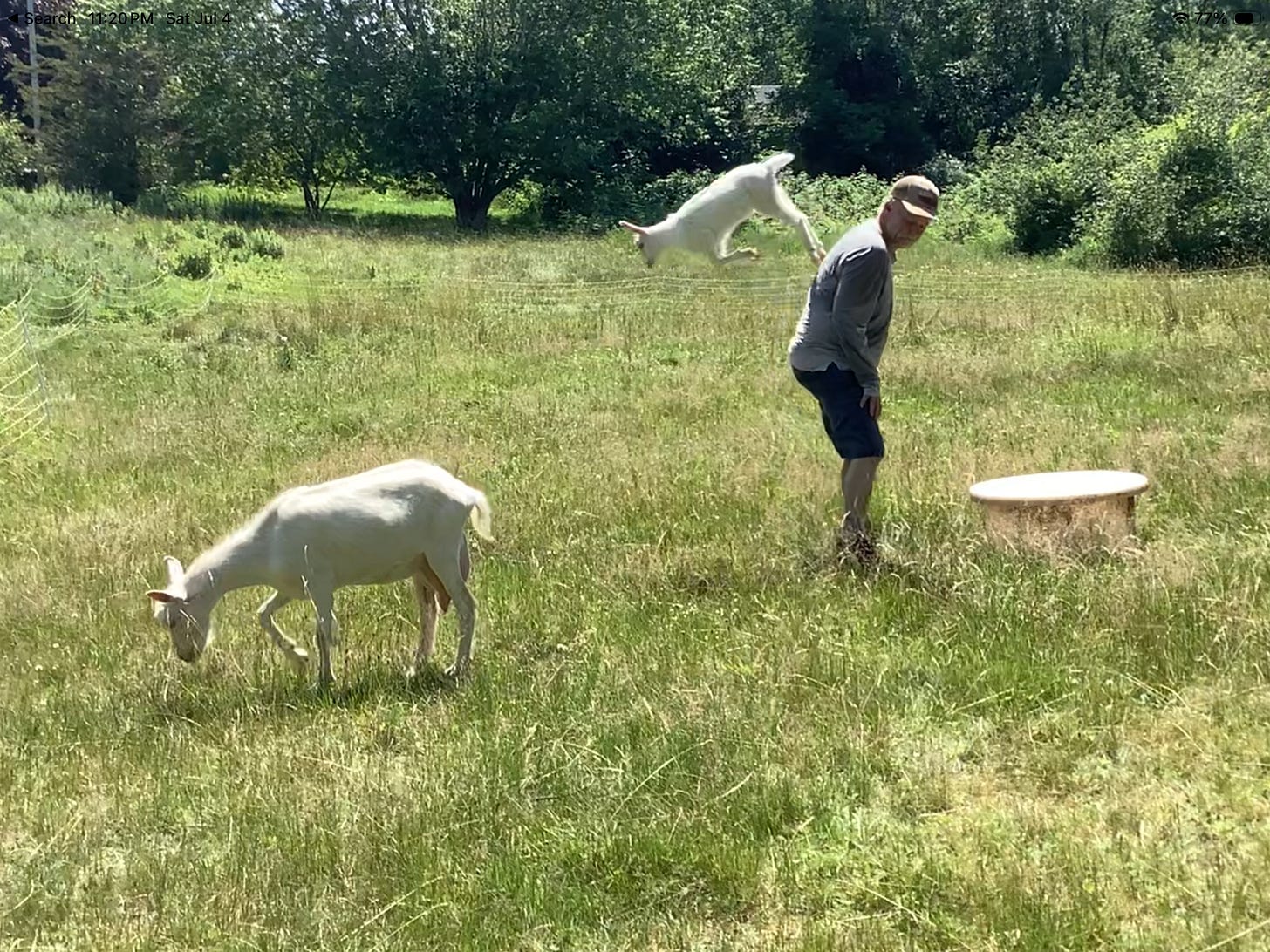 This Week at Briden Farm July 4, 2026