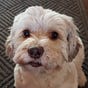 Lindy's avatar