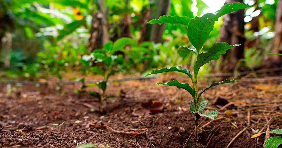 Fotografia de mudas crescendo na terra