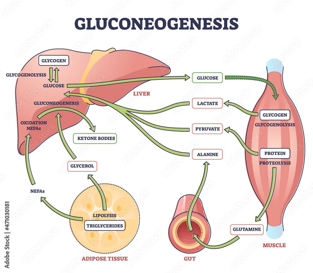 Gluconeogenesis GNG metabolic pathway for glucose generation outline diagram. Labeled educational scheme with liver, muscle, gut and adipose tissue chemical synthesis interaction vector illustration. Stock-vektor | Adobe Stock Gluconeogenesis GNG metabolic pathway for glucose generation outline diagram. Labeled educational scheme with liver, muscle, gut and adipose tissue chemical synthesis interaction vector illustration. Stock-vektor | Adobe Stock