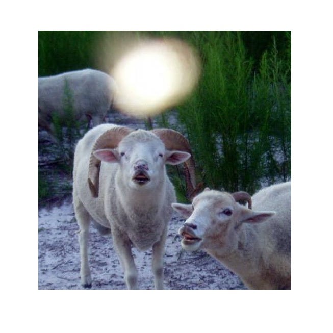 dancing w o o l y masters