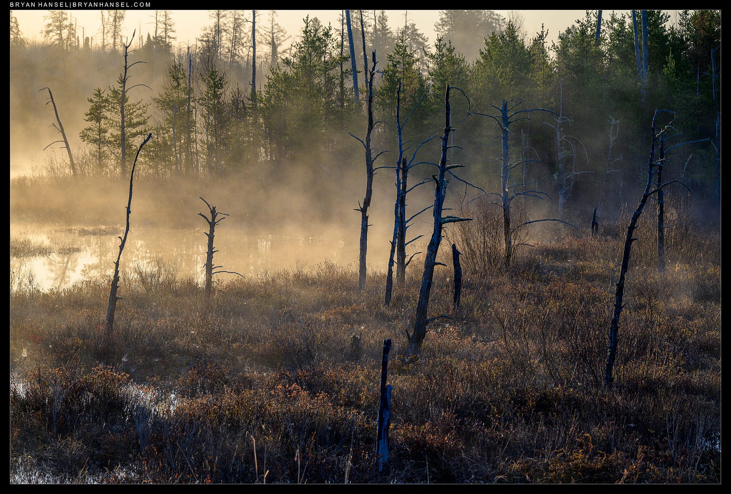sunrise in a swamp