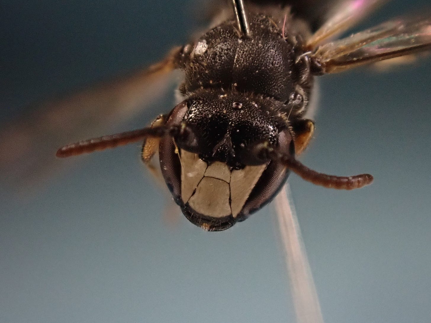 Hylaeus brevicornis
