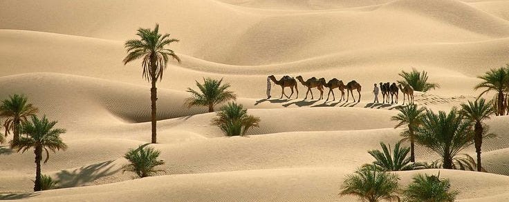 This may contain: camels and palm trees in the desert This may contain: camels and palm trees in the desert