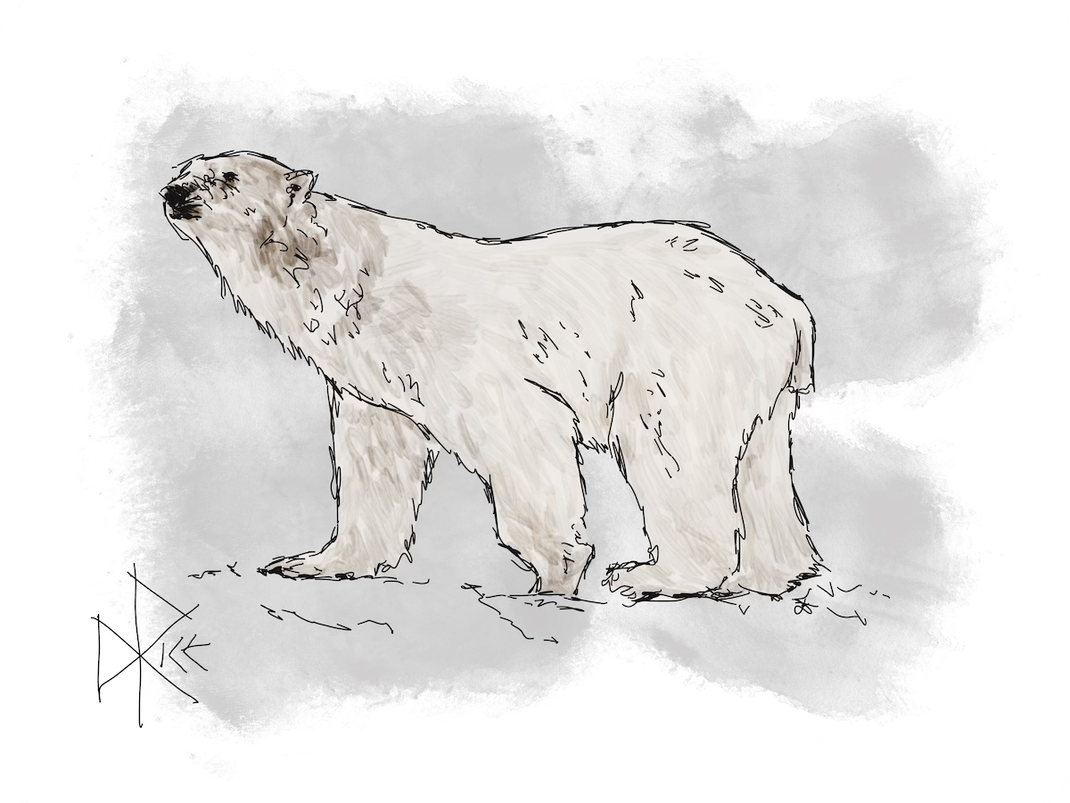 A polar bear sniffs at the wind while walking over the snowy terrain. Sketch art by Don Rice.