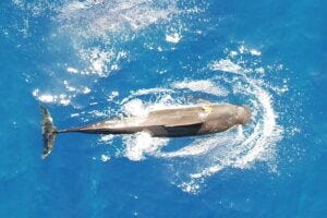 Hawai’i short-finned pilot whales