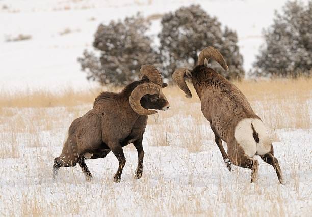 240+ Bighorn Sheep Fight Stock Photos, Pictures & Royalty-Free Images -  iStock