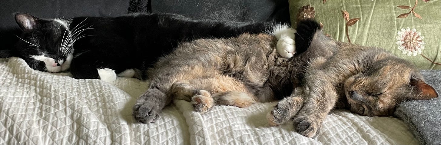 Two cats are napping on a white blanket. One, a dilute tortie, is in the foreground, lying on her side with her belly exposed and her head at the right-hand side of the image. Her tuxedo brother is also stretched out, with his head at the left-hand side of the image and a hind leg propped on his sister’s side.