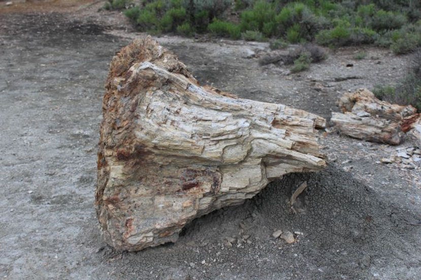 Petrified wood, Theodore Roosevelt National Park