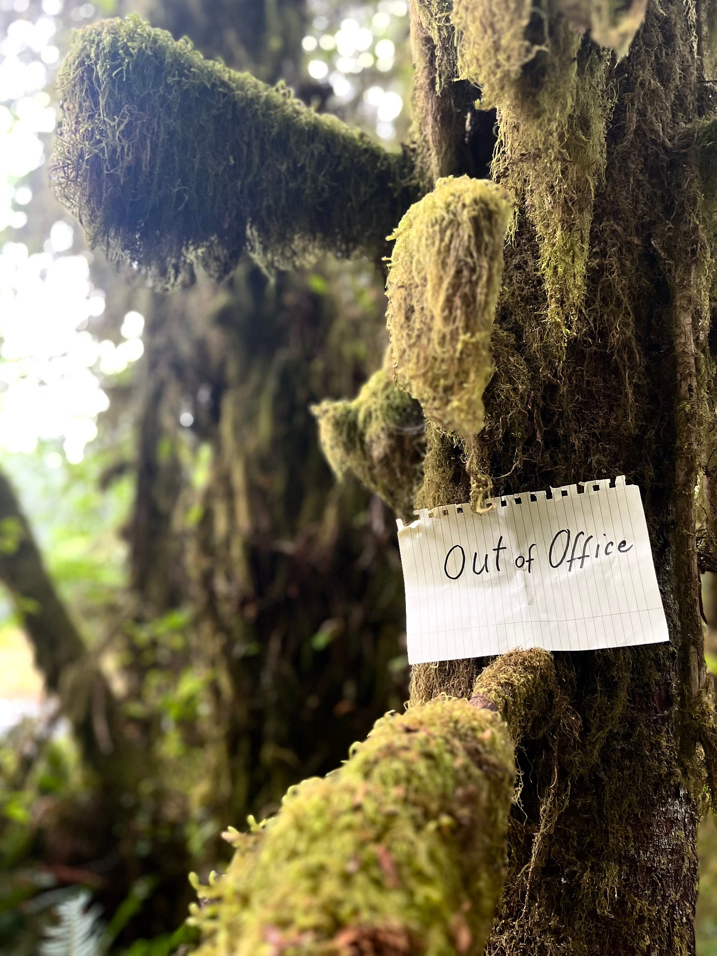 A piece of lined paper that has been torn from a notebook leans against a moss-covered tree in the woods. The paper has "Out of office" written on it.