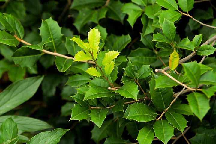 Recurrent flushing in four trees, hackberry, American elm, American holly, and Kentucky coffeetree