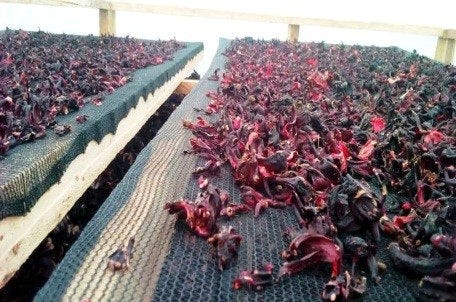 Dried hibiscus calyces