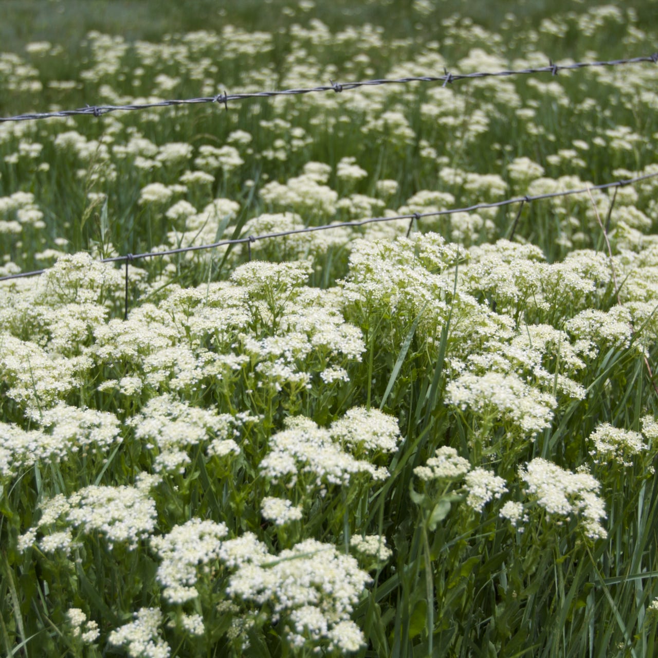 morn shall tearless be