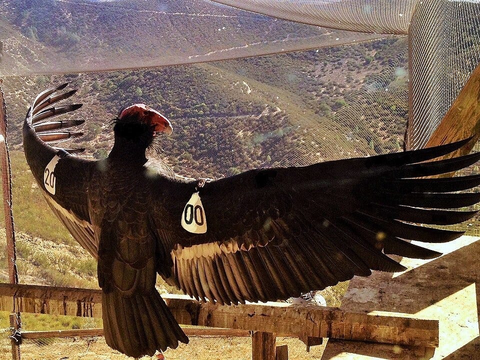 File:AC–4 California condor.jpg