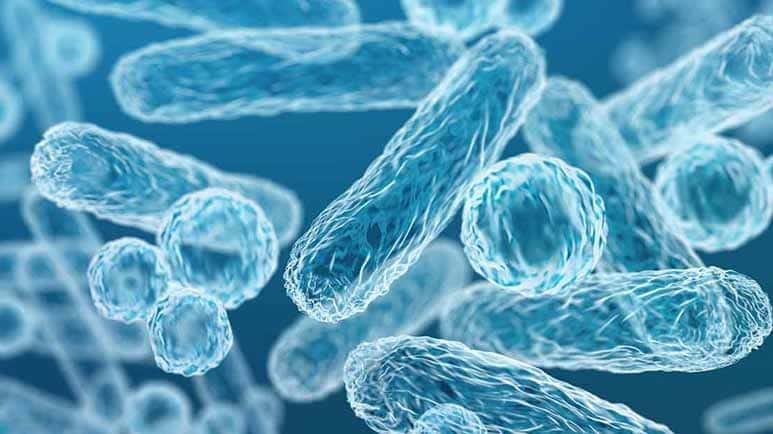 prebiotics probiotics postbiotics differences prebiotics probiotics postbiotics differences