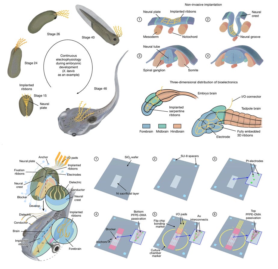 A diagram of a sea creature

AI-generated content may be incorrect.