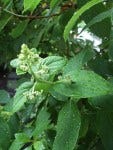 DSCF1277