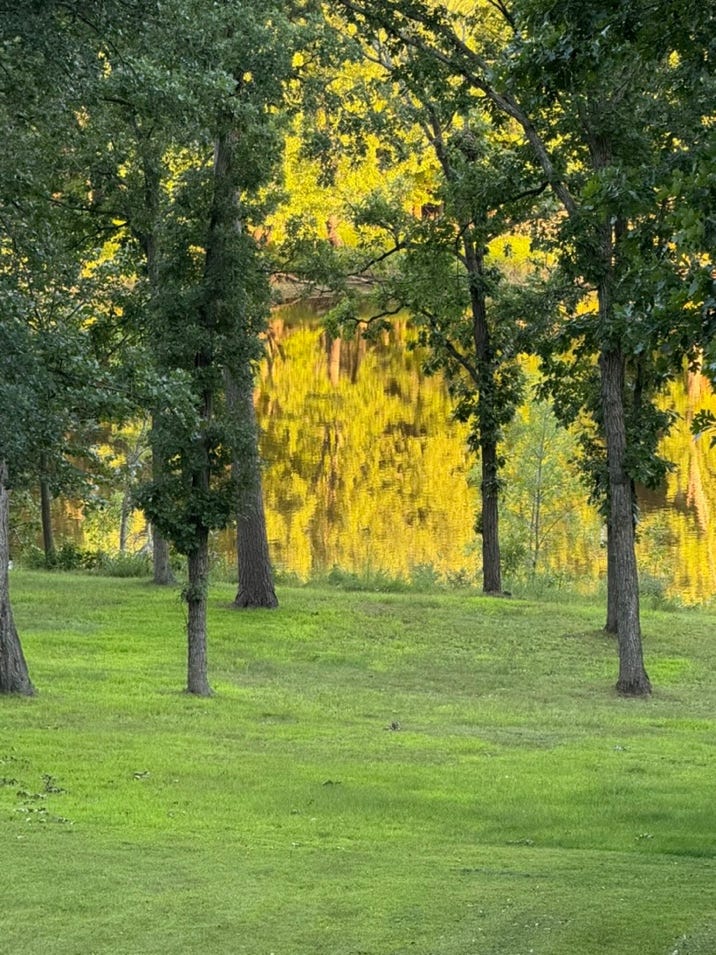 A group of trees in a grassy area

AI-generated content may be incorrect.