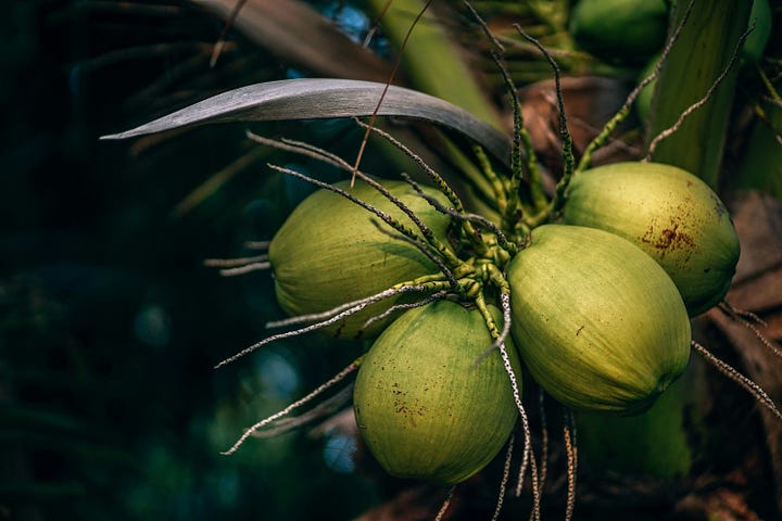 Coconuts on a tree. Rice with peanuts and herbs. Photos by Jason Roy and Nipanan LIfestyle via Unsplash.