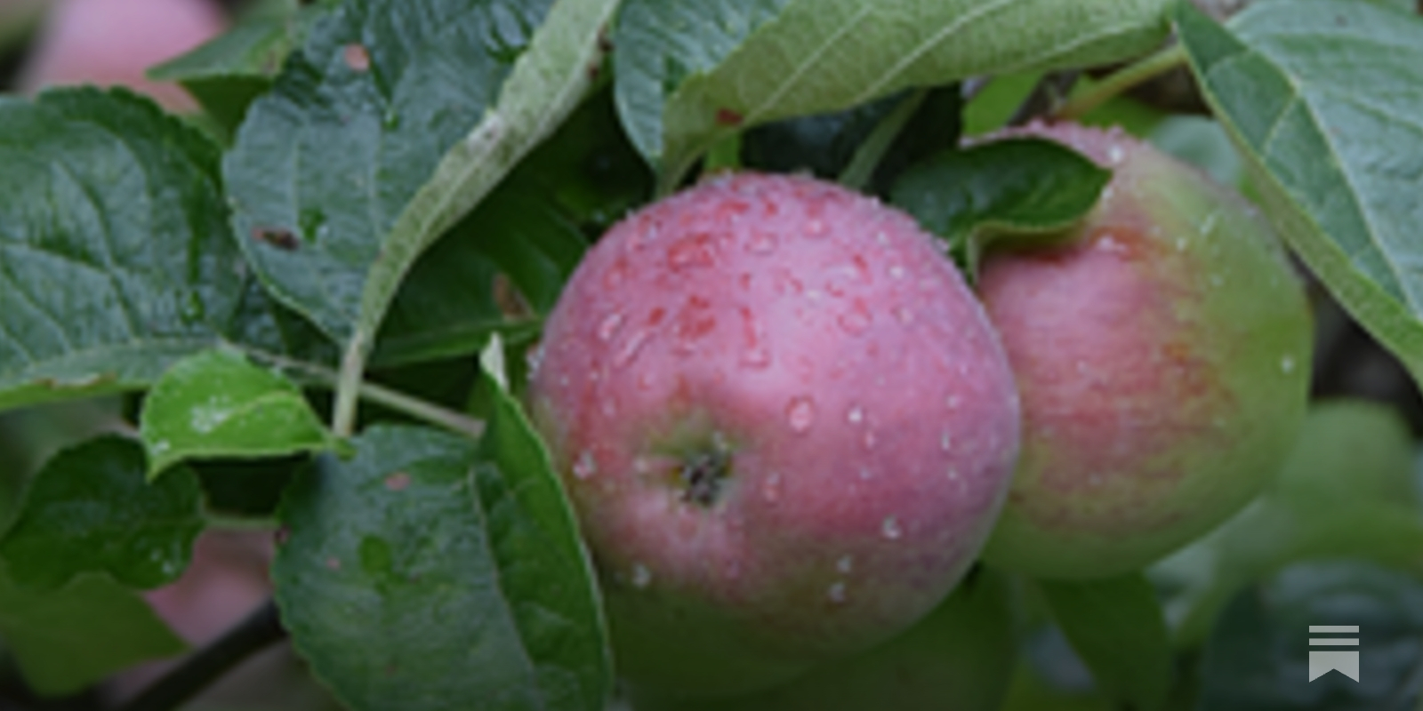 The story of our Family Apple Tree
