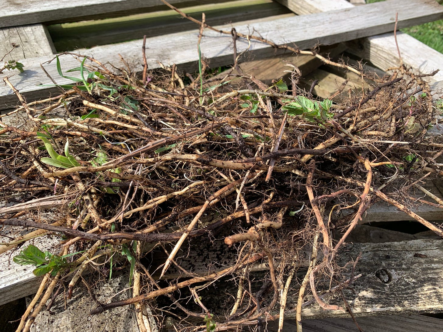 Mint leaves and rhizomes/roots