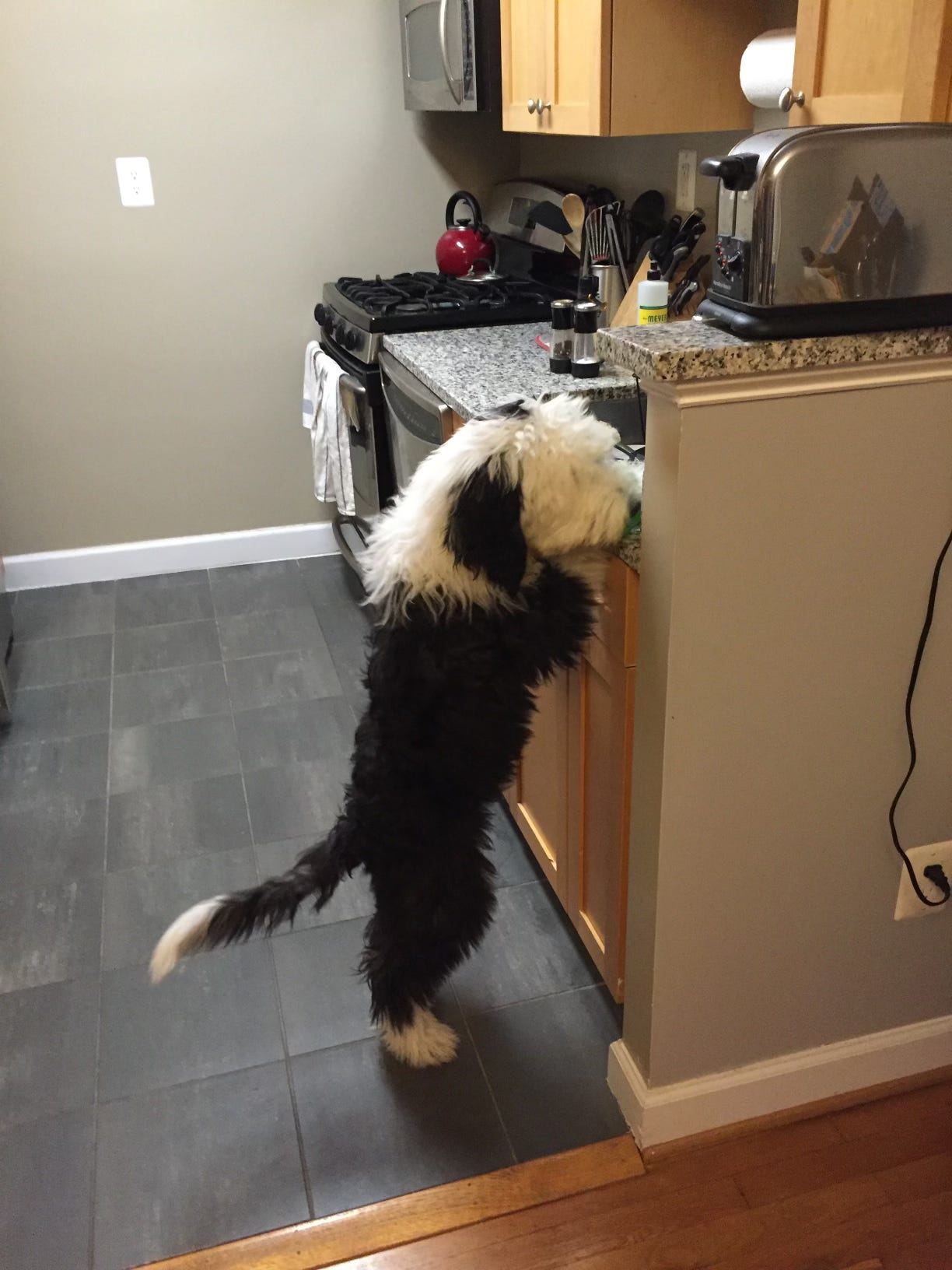 Otis counter surfing as a puppy in the kitchen Otis counter surfing as a puppy in the kitchen
