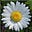 Daisy Chain's avatar
