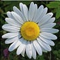 Daisy Chain's avatar