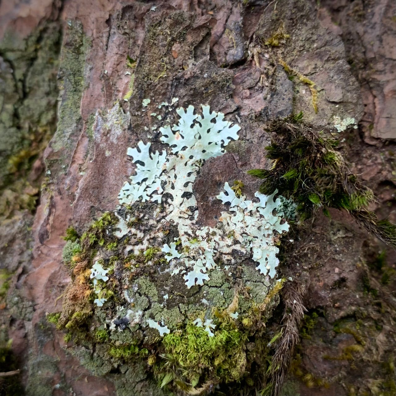 Lichen Subversions