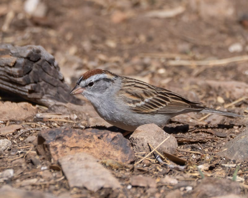 20250418-AshCanyon-192-Edit.jpg 20250418-AshCanyon-192-Edit.jpg