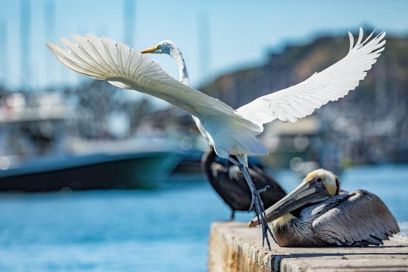 May be an image of wading bird and nature