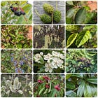 Food Forests on a Budget, part 5